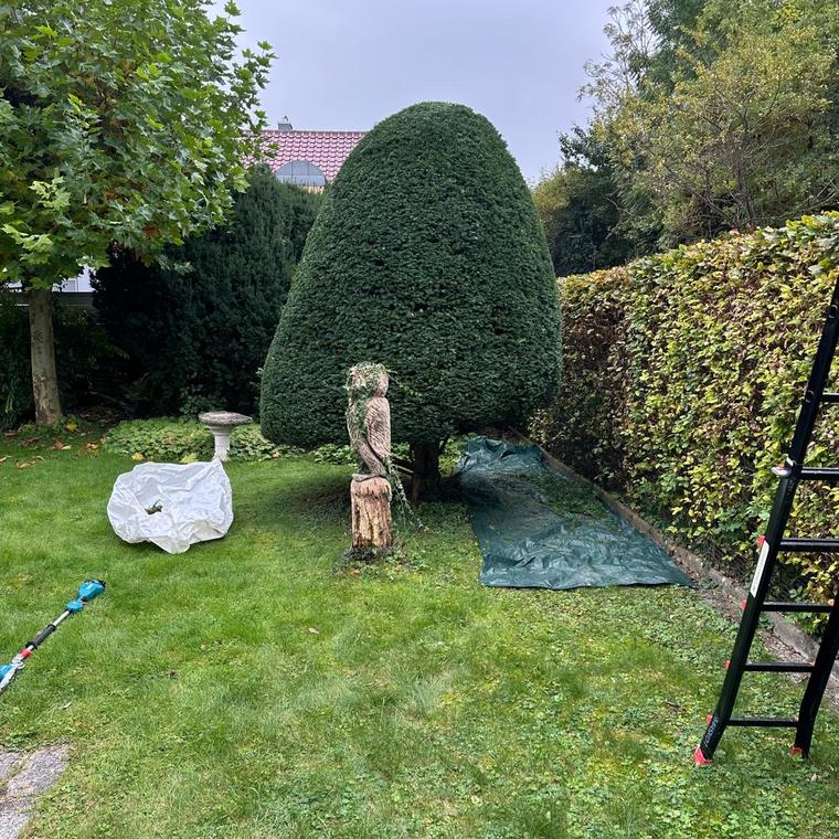 Geschnittene Hecke