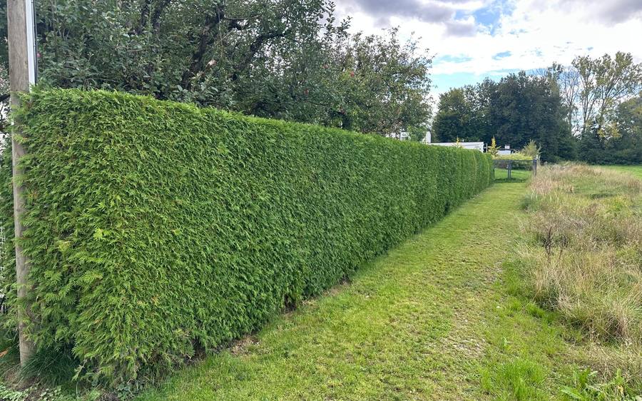 Gartenarbeiten – frisch geschnittene Hecke